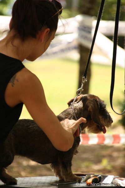 2012-07-01 B & B - Bedlington & Bichon Fun Day (32)_1000x1500.jpg